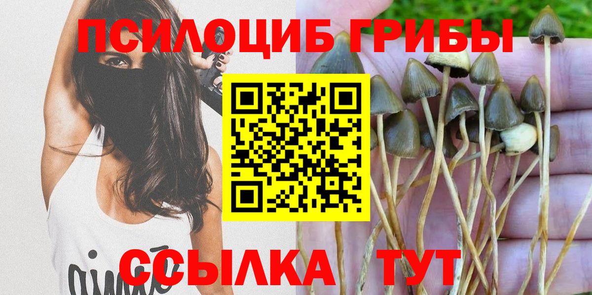 Кулебаки  Галлюциногенные грибы Psilocybine cubensis  Вход с VPN 
